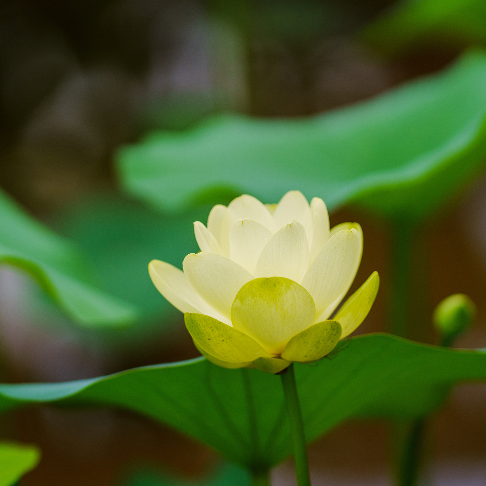 Yellow Lotus Flower